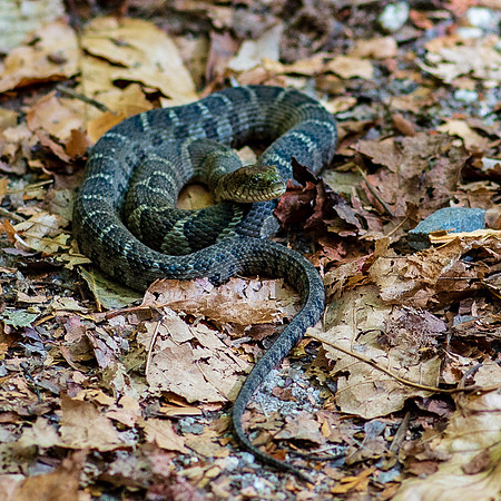 NC TRIP-474