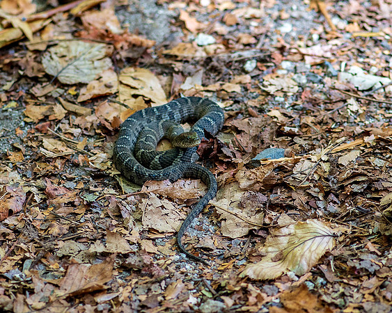 NC TRIP-473