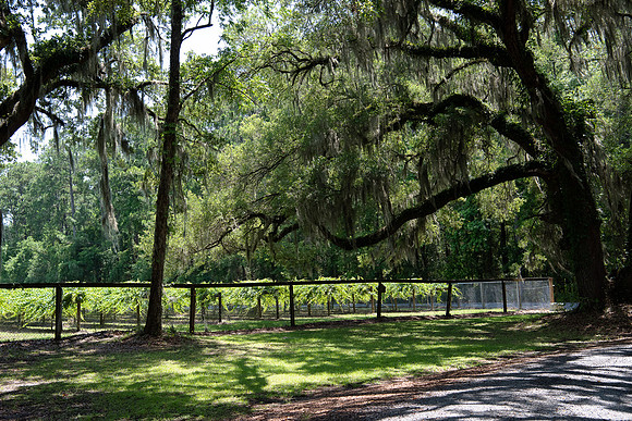 VACA-2022-IOP-SC-366