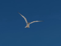 VACA-2022-IOP-SC-87