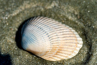 VACA-2022-IOP-SC-84