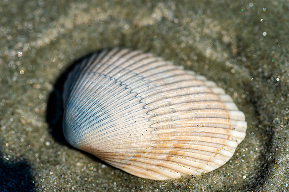 VACA-2022-IOP-SC-84