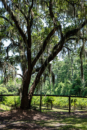 VACA-2022-IOP-SC-367