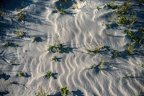 VACA-2022-IOP-SC-334