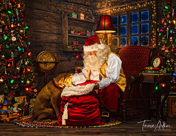 warrenton santa pet portraits by teresa arthur photography