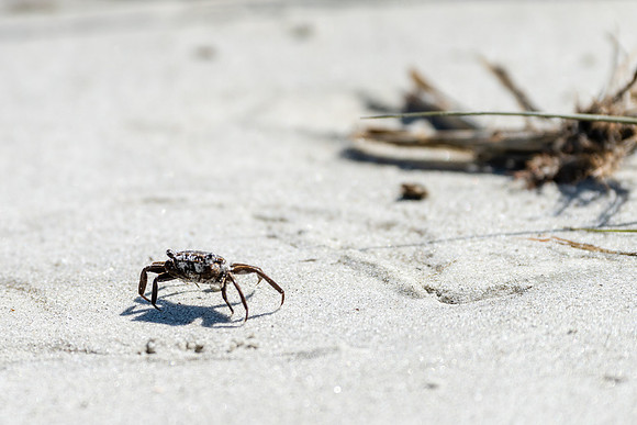 Vacation-HHI-2018-334