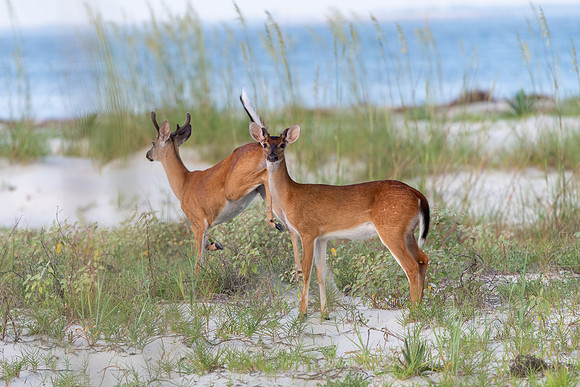 Vacation-HHI-2018-482