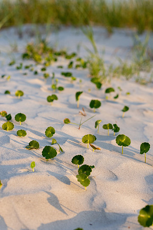 Vacation-HHI-2018-504