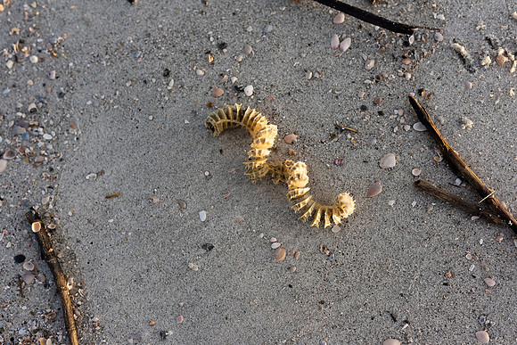 Vacation-HHI-2018-442