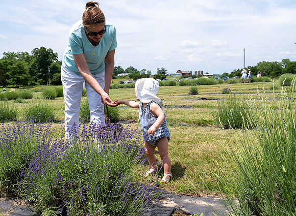 Margaret-Lavender Farm-2024-60